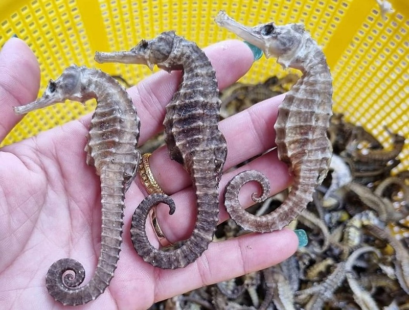 đặc sản Nha Trang mua về làm quà