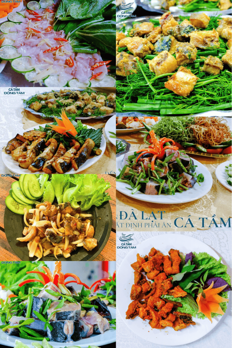 cá tầm đồng tâm